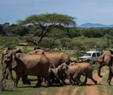 run-for-eles run-for-eles