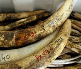 dated-tusks dated-tusks