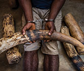 poacher-in-cuffs poacher-in-cuffs