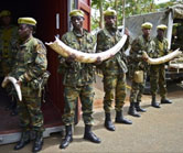 Uganda-Ivory-Haul Uganda-Ivory-Haul