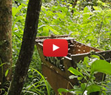 mozambique-beehive mozambique-beehive